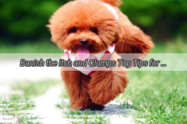 Banish the Itch and Clumps Top Tips for Tackling Your Dogs Excessive Shedding and Scabs